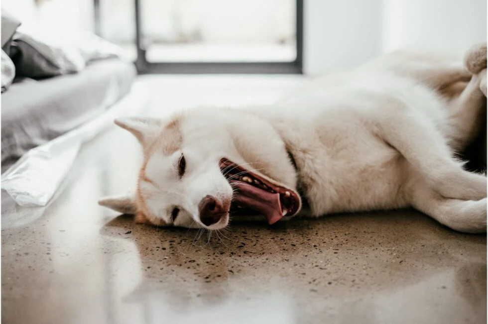 Tips for Helping Your Pets Adjust to Back-to-School Season