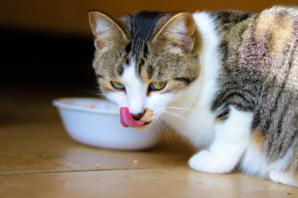Choking Hazards for Pets – What to Look Out For