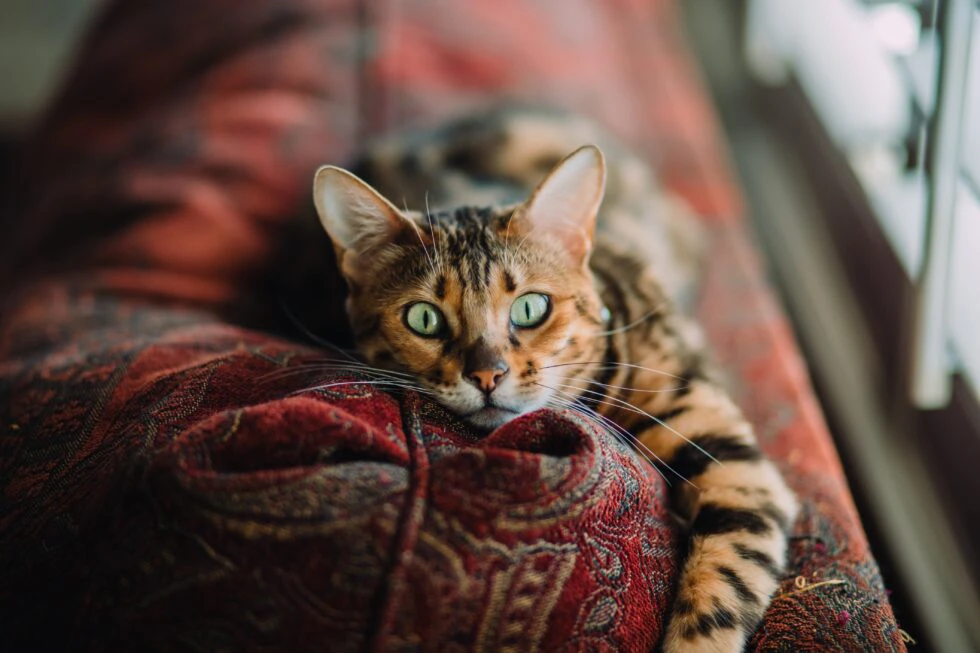 Identifying Potential Risks: Common Diseases Transmissible from Animals to Humans