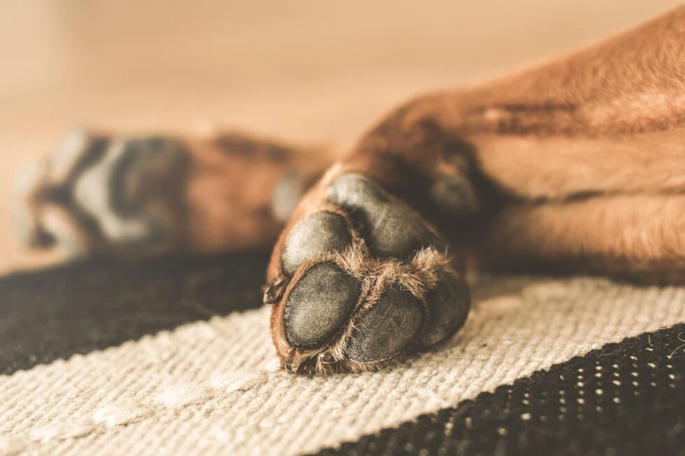 When to Seek Emergency Care for a Limping Pet