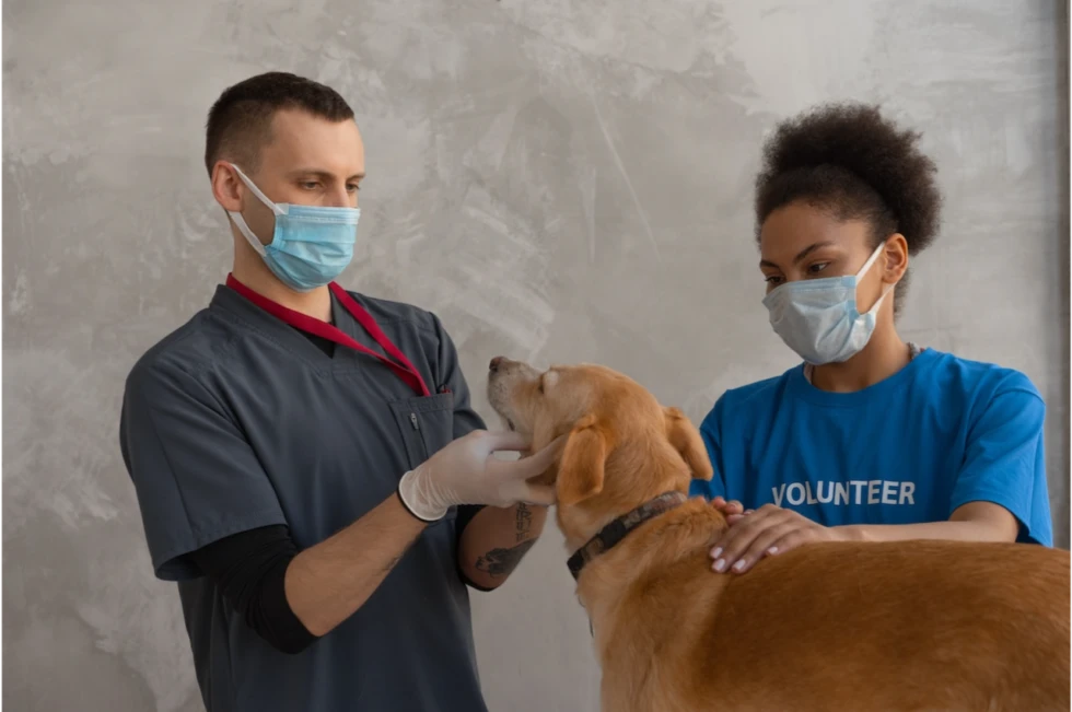 Who are Veterinary Technicians and What Do They Do?