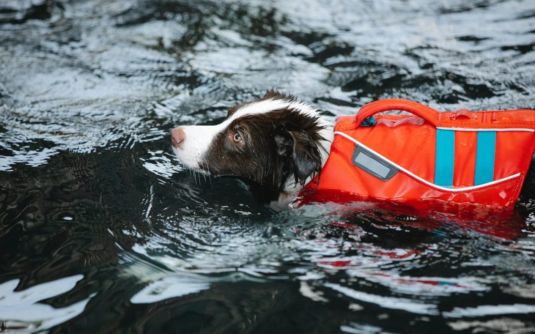 Keep Your Senior Pet Active With These 3 Simple Exercises