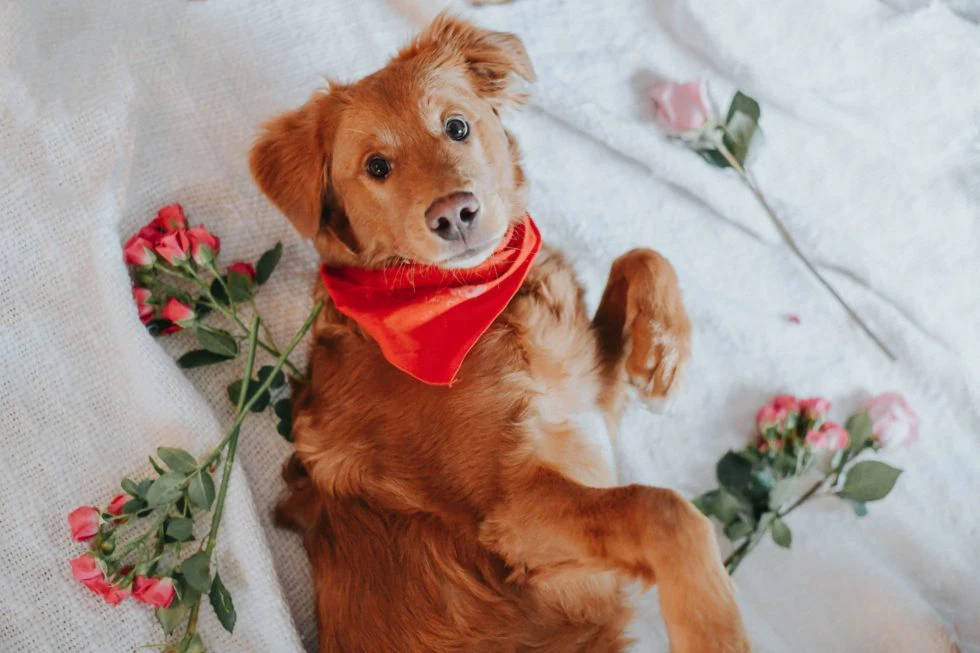 Spoil Your Furry Friend With a Pet Treat This Valentine’s Day