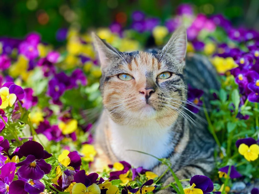 Springtime Pet Emergencies and How To Prepare