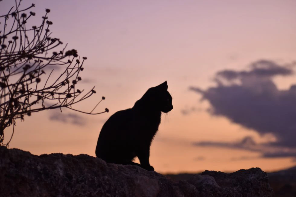 5 Halloween Pet Safety Tips