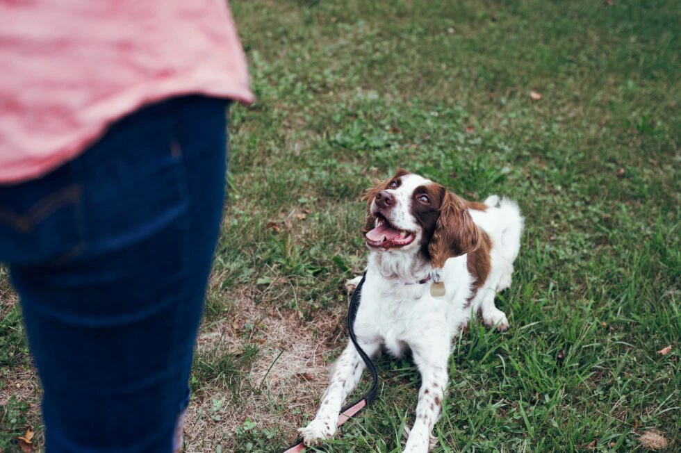 Toxin-Proof Training: Teach Your Pet to Avoid Dangerous Substances