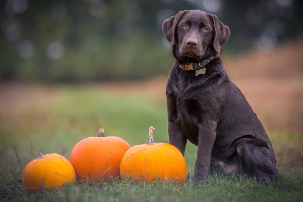 Pumpkin for Pets: Fall’s Nutritional Superfood