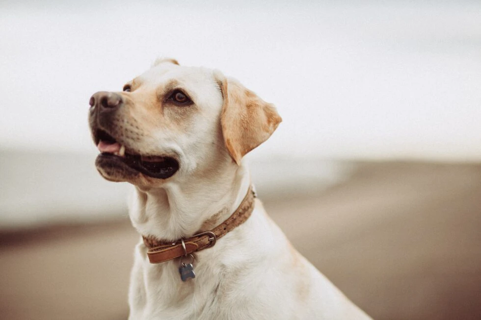 Navigating Pet Health Emergencies: Urgent Care vs. Emergency Care