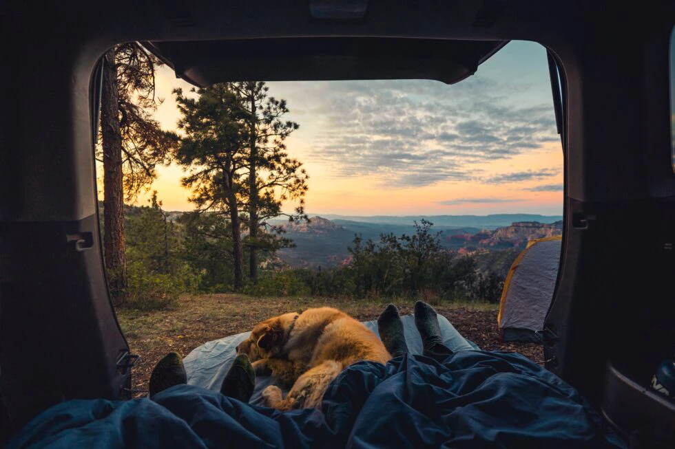 Tips for Pet Owners on Camping Safety
