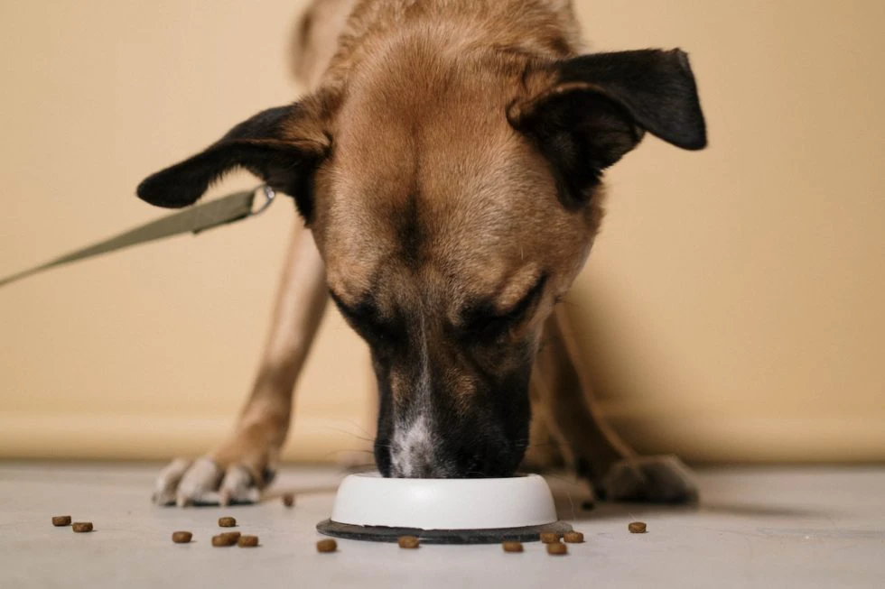 Things to Know When Preparing a Thanksgiving Plate for Your Pet