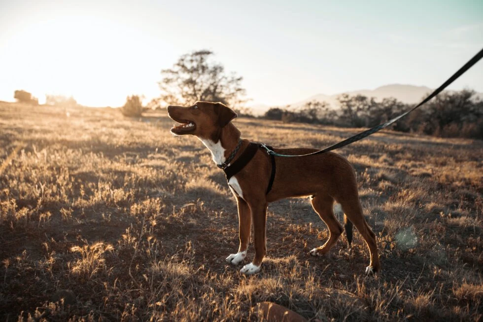 Tips and Tricks to Prevent Dog Bites