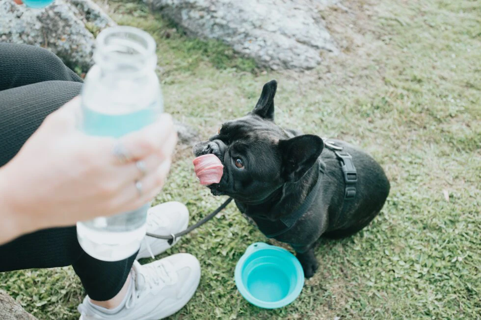 Make Sure Your Furry Pal Stays Hydrated Throughout the Summer