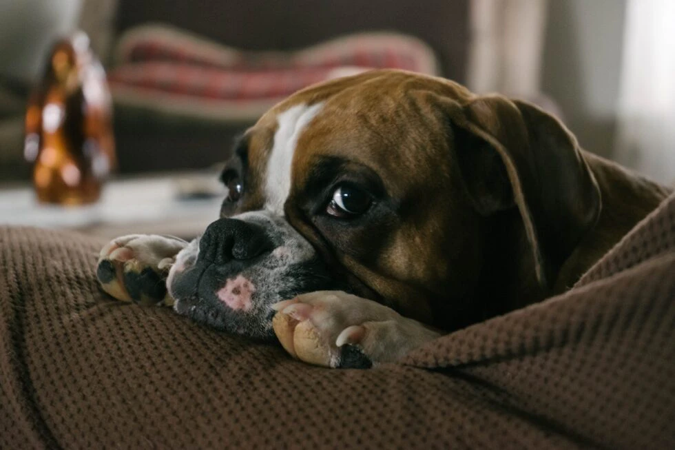 5 Common Pet Soft Tissue Surgeries