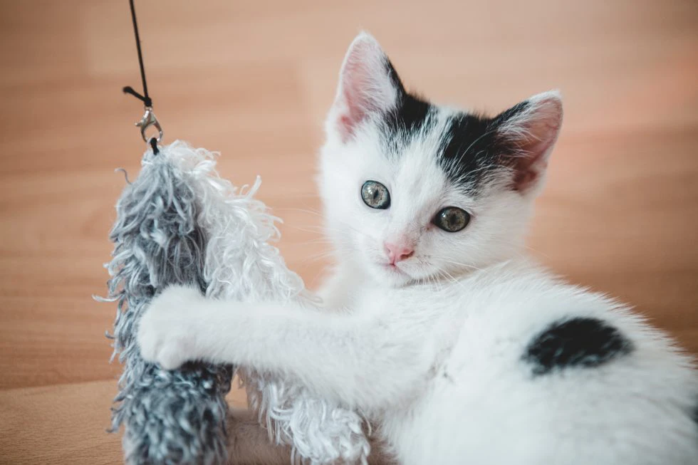 Ways To Keep Your Pet Entertained This Winter