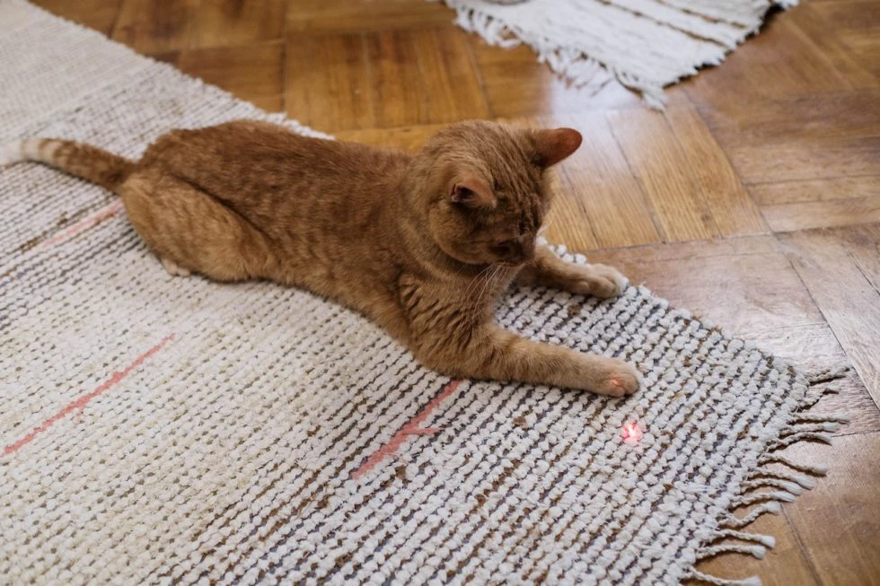 Your Pet Should Be Doing These Daily Exercises to Stay Healthy