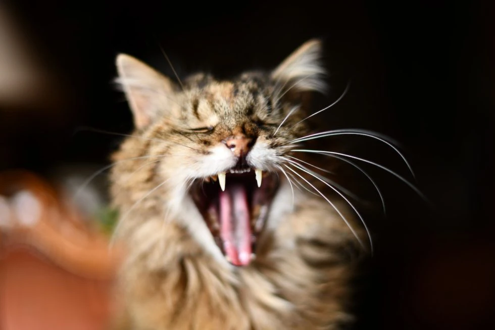 3 Signs It’s Time for the First Pet Dental Cleaning