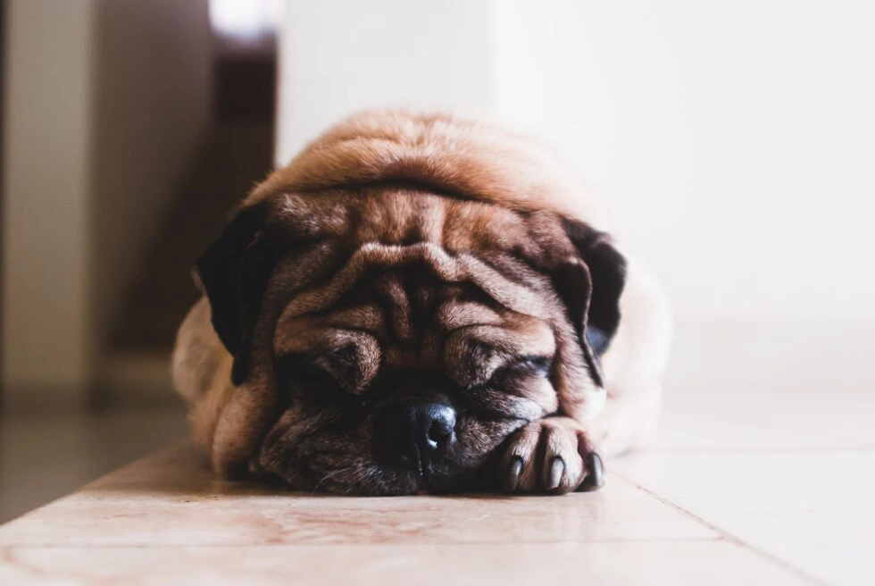 Is Your Pet Overweight? Insights for National Pet Obesity Day