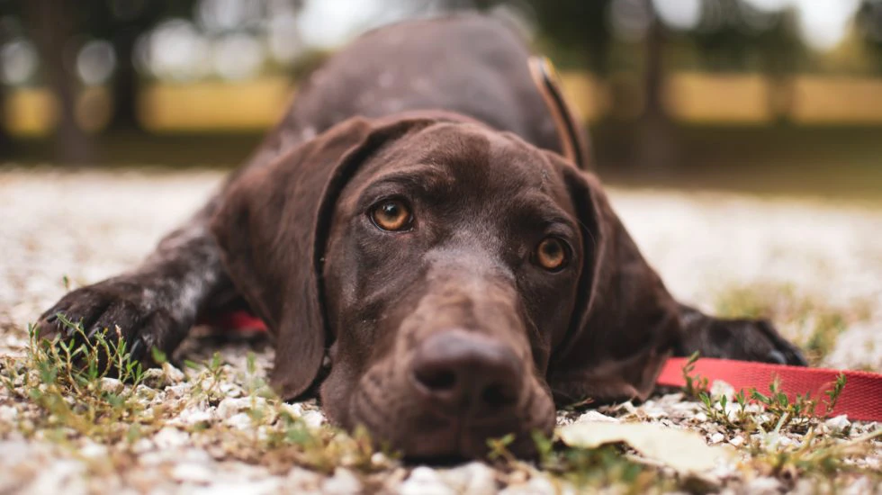3 Reasons Your Dog Has Diarrhea