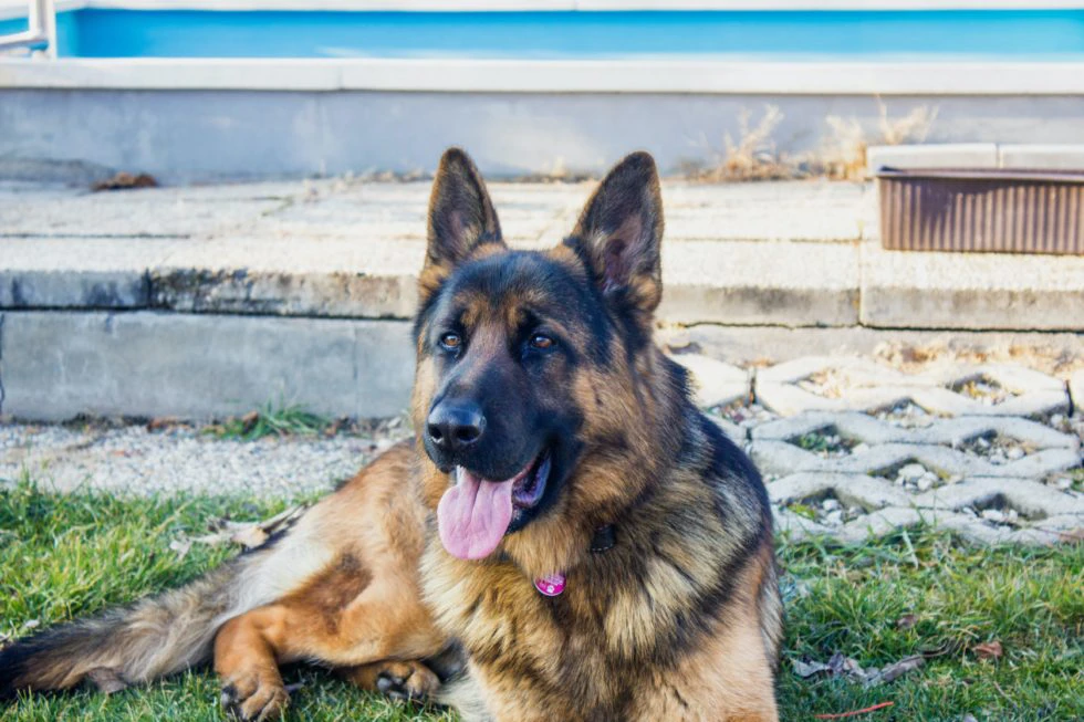 Suggestions for Keeping Your Deaf Dog Safe
