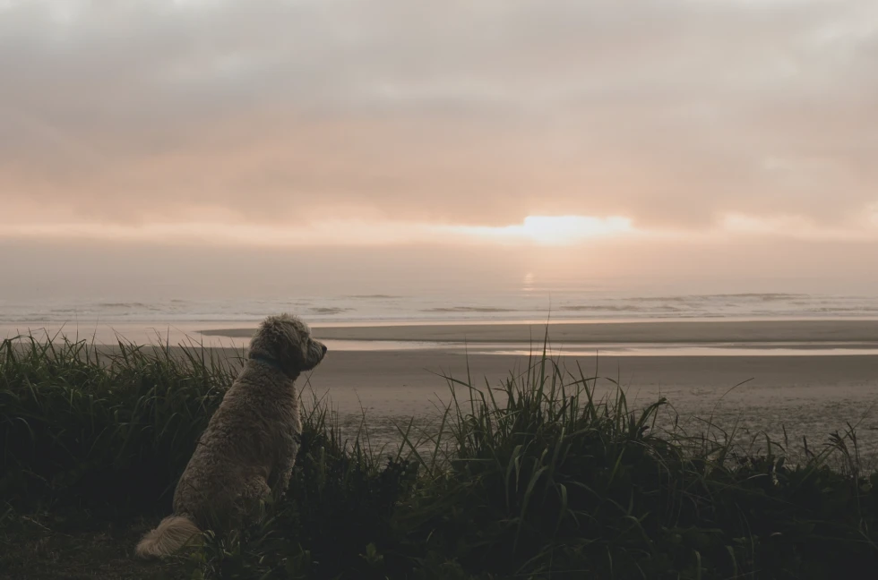 What To Do When Struggling With Pet Loss