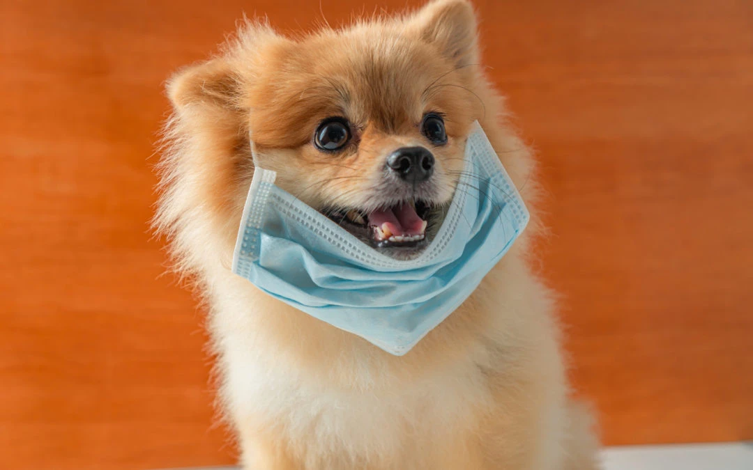 COVID-19: 3 Things We Want Pet Owners to Know
