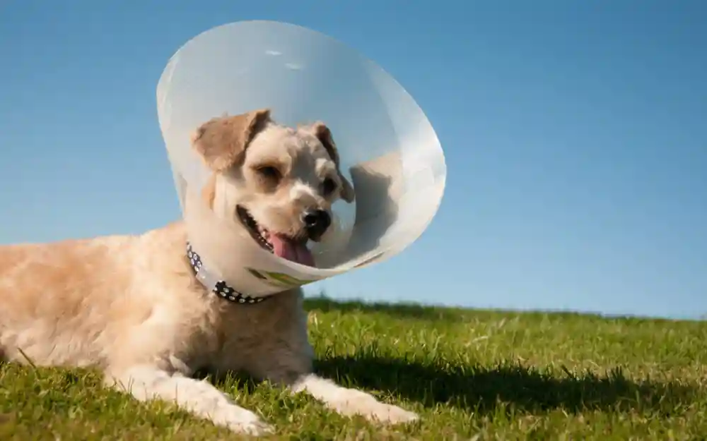 The Basics Of Spaying and Neutering Your Pet