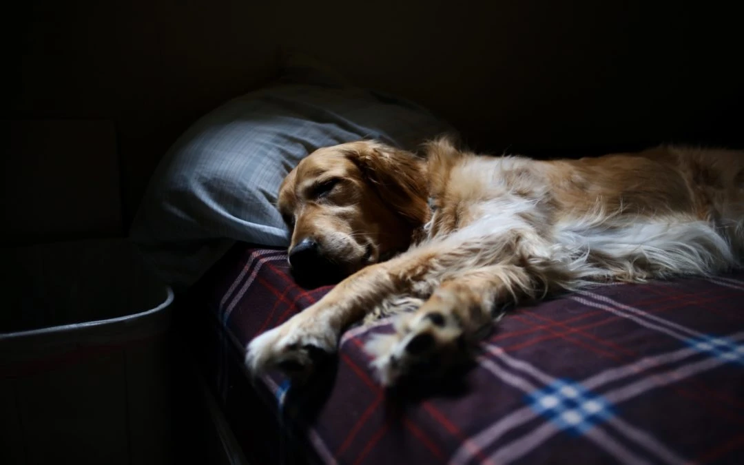 What You Need to Know About The Dog Flu
