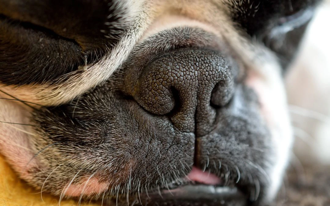 First Aid Tips For Your Pet In An Emergency Situation