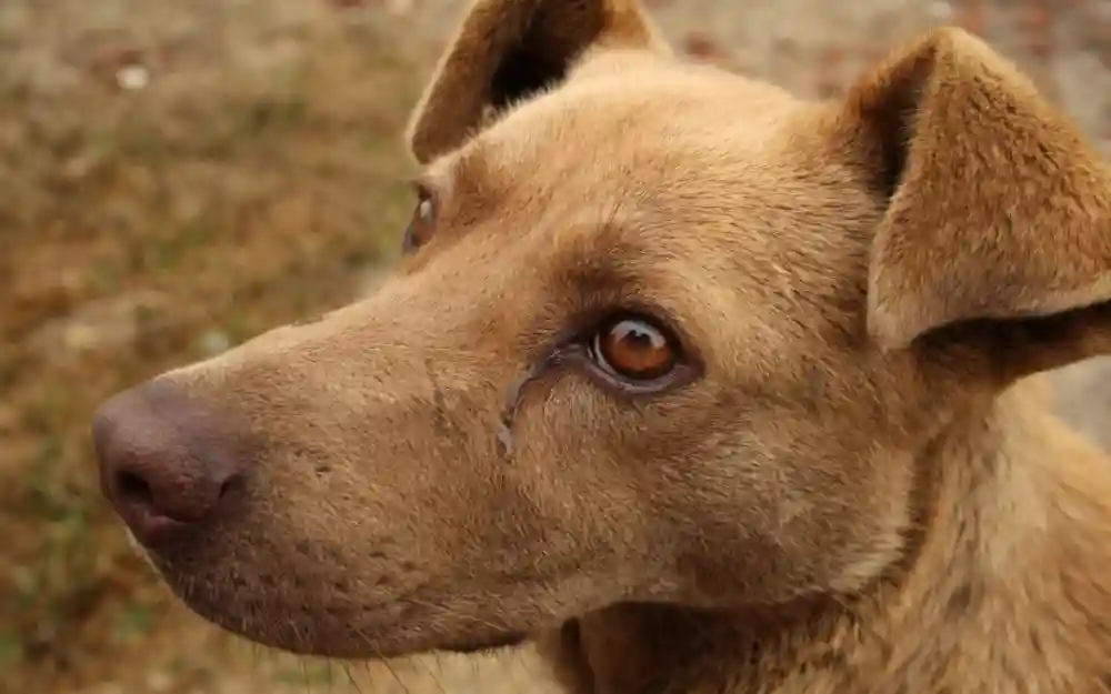 Household Items To Keep Away From Your Pets