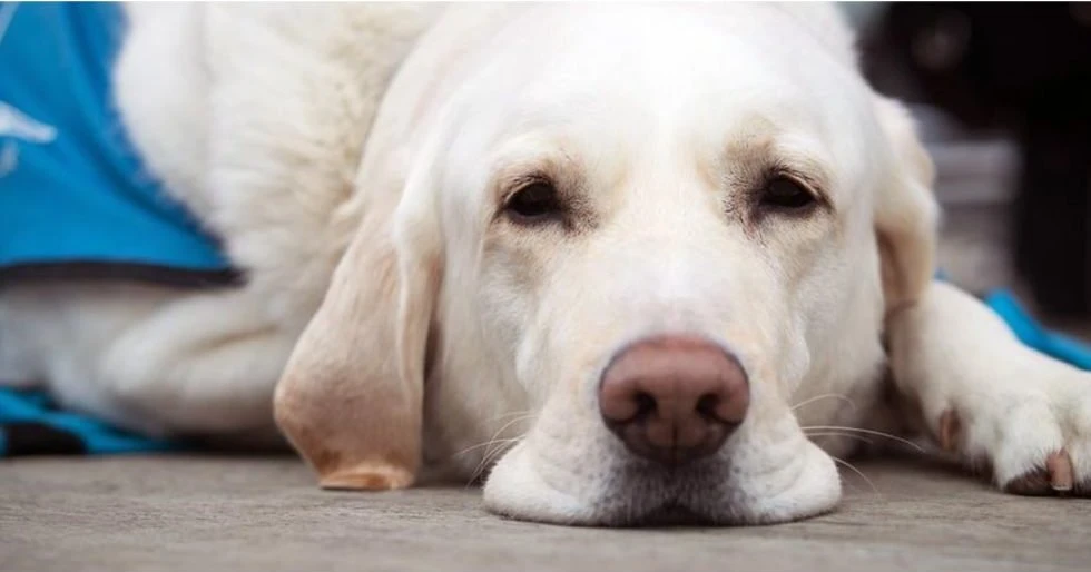 5 Myths About Cancer In Pets