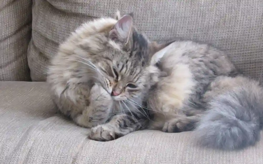 Fight Back Against Seasonal Pet Allergies