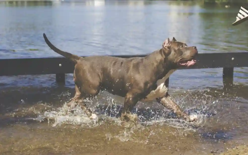 Pet-Friendly Exercise In Doral, Florida and Miami Area