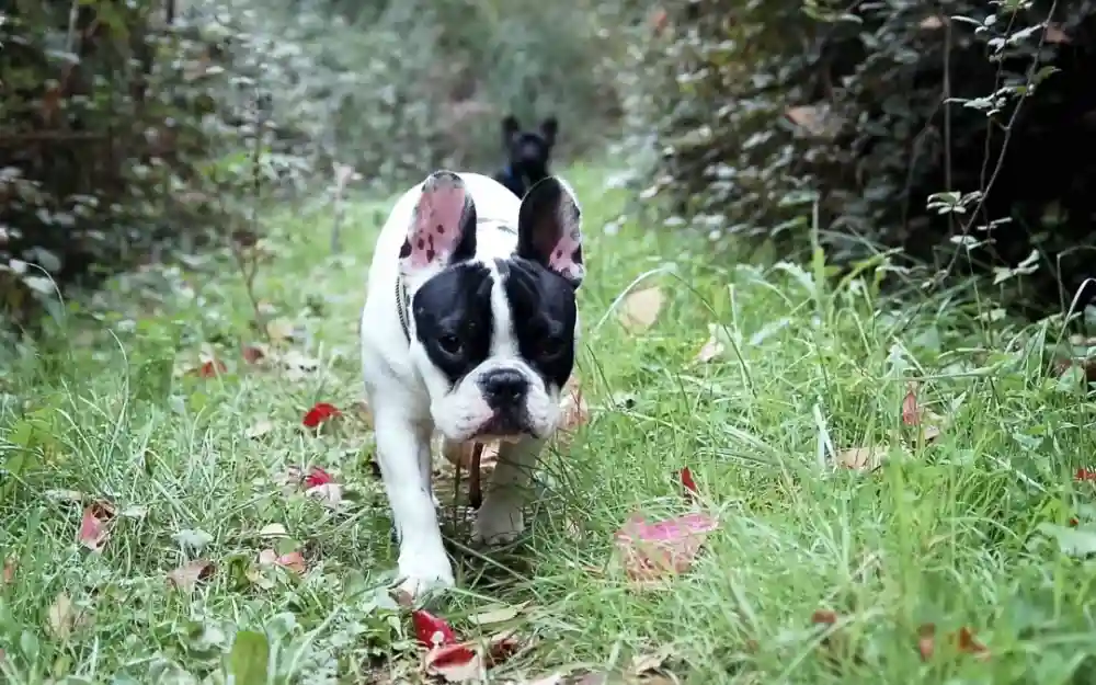 Pet Safety Tips To Remember For Autumn