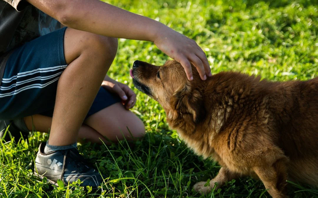 Volunteering With Your Pet In Doral, Florida
