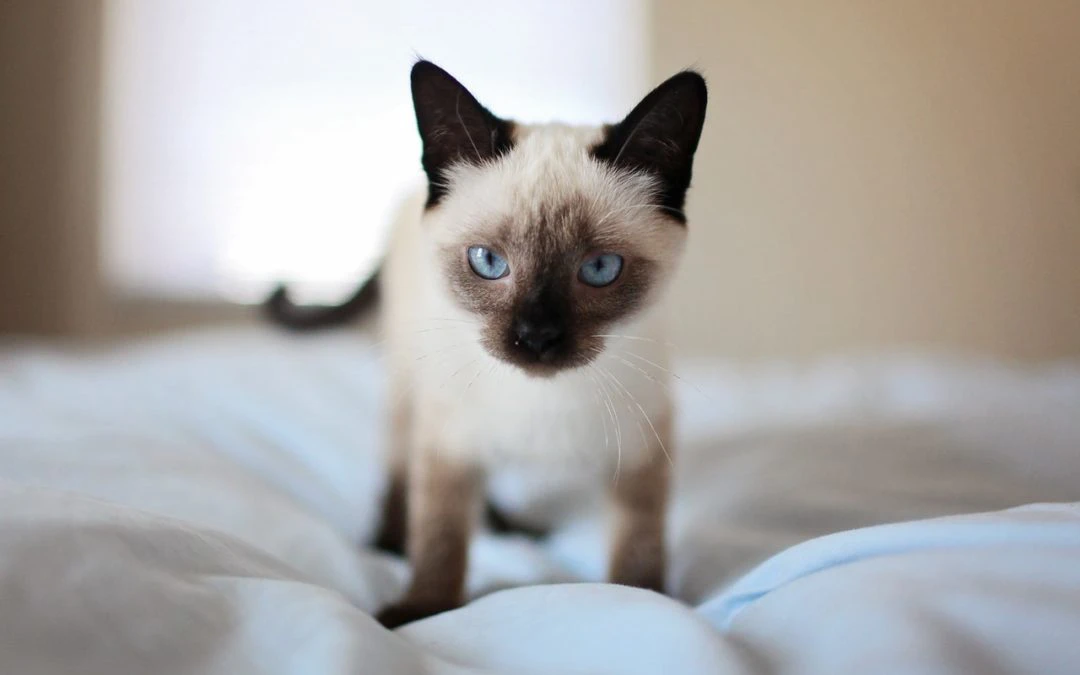 What is Your Cat Communicating?