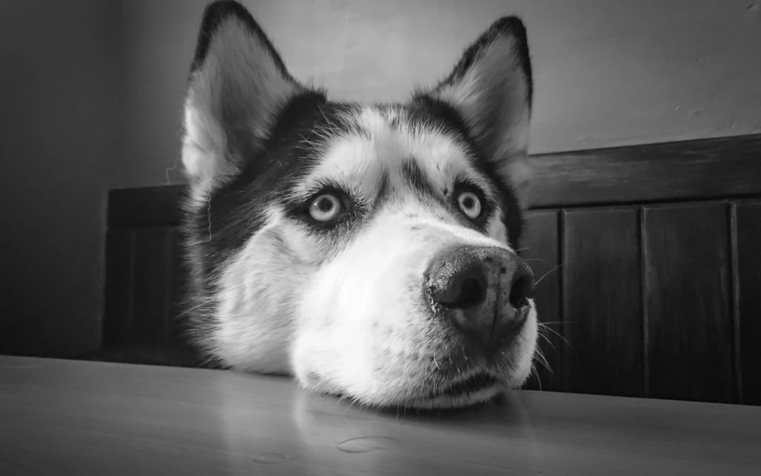 The Impact of Your Pet’s Mental Health on Their Overall Well-Being