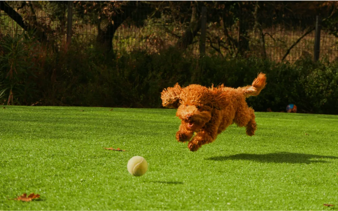 New Year’s Resolutions for You and Your Pet