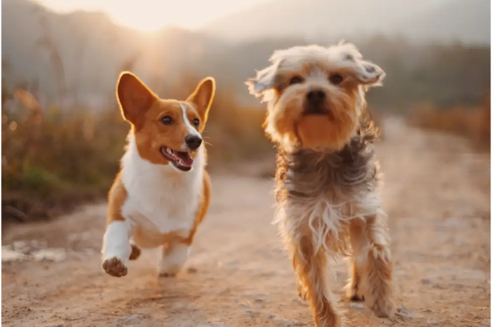 4 Ways to Have a Cool Pet This Summer