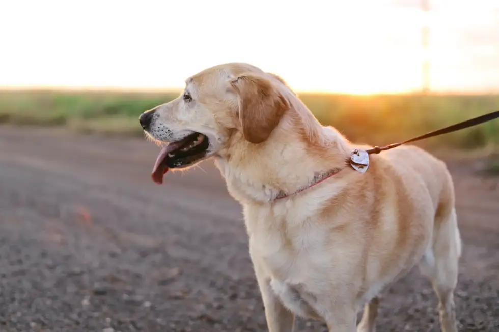 The Life Cycle of Heartworms in your Pet