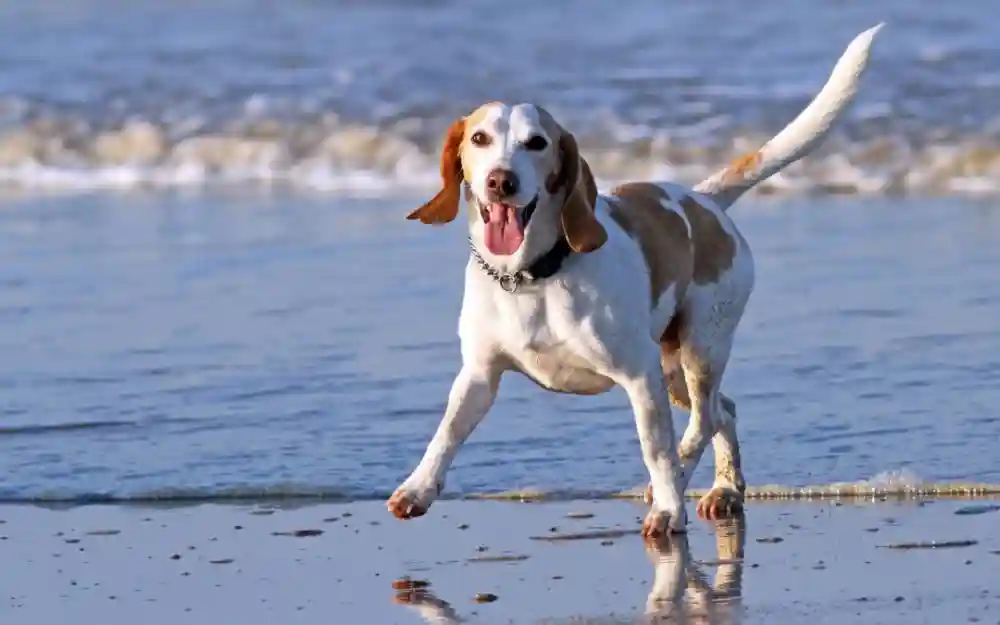The Importance Of A Stress-Free Vet Visit