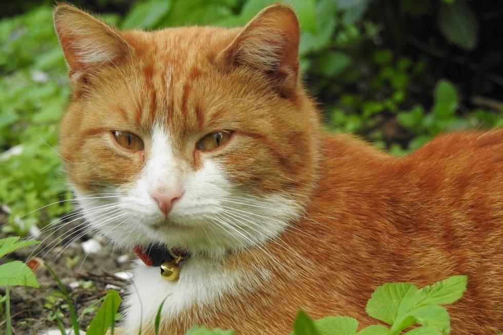 5 Tips to Prepare Your Pet for a Stress-Free Veterinary Visit