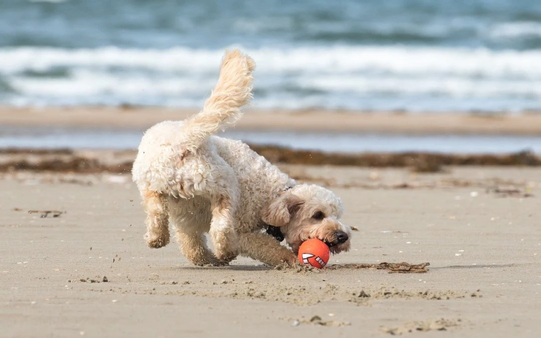 Exercising with Your Pet