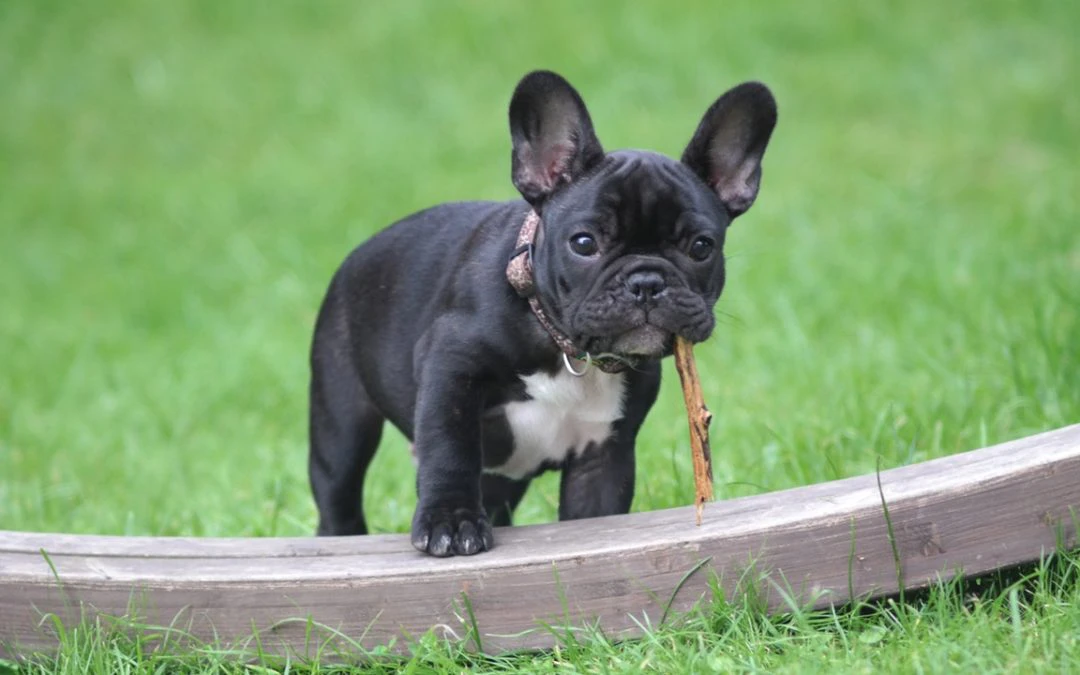 Keeping Parasites Off Your Pet This Spring