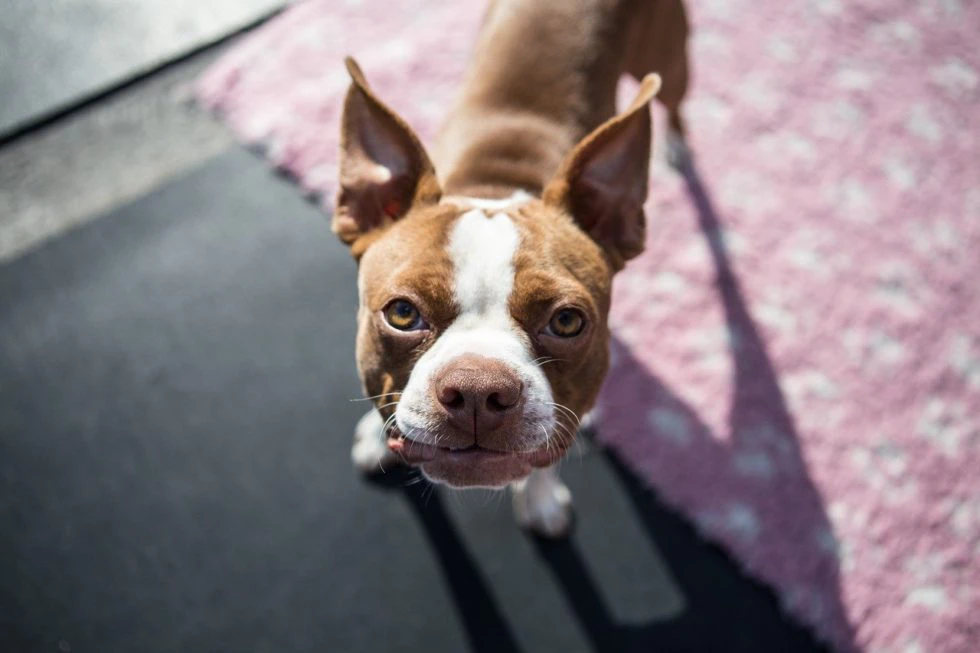 Cherish Your Pet’s Memory