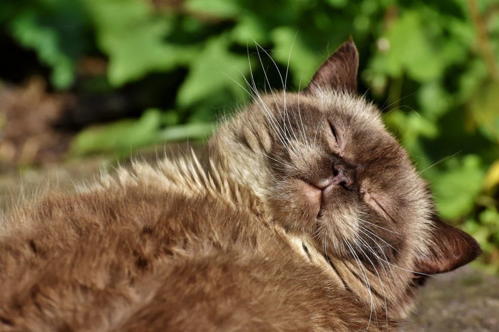 Preparing Your Cat For Litter Box Success
