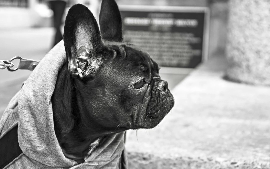 Leash Training Your Puppy Will Be Easier With These Tips