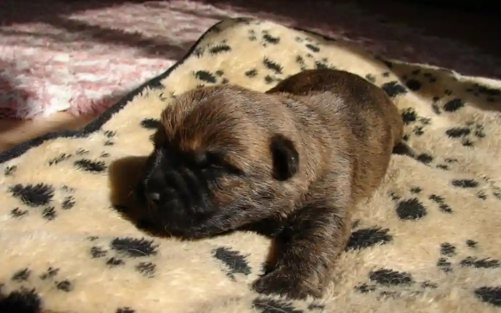 Use These Puppy Potty Training Tips To Bond With Your Pet