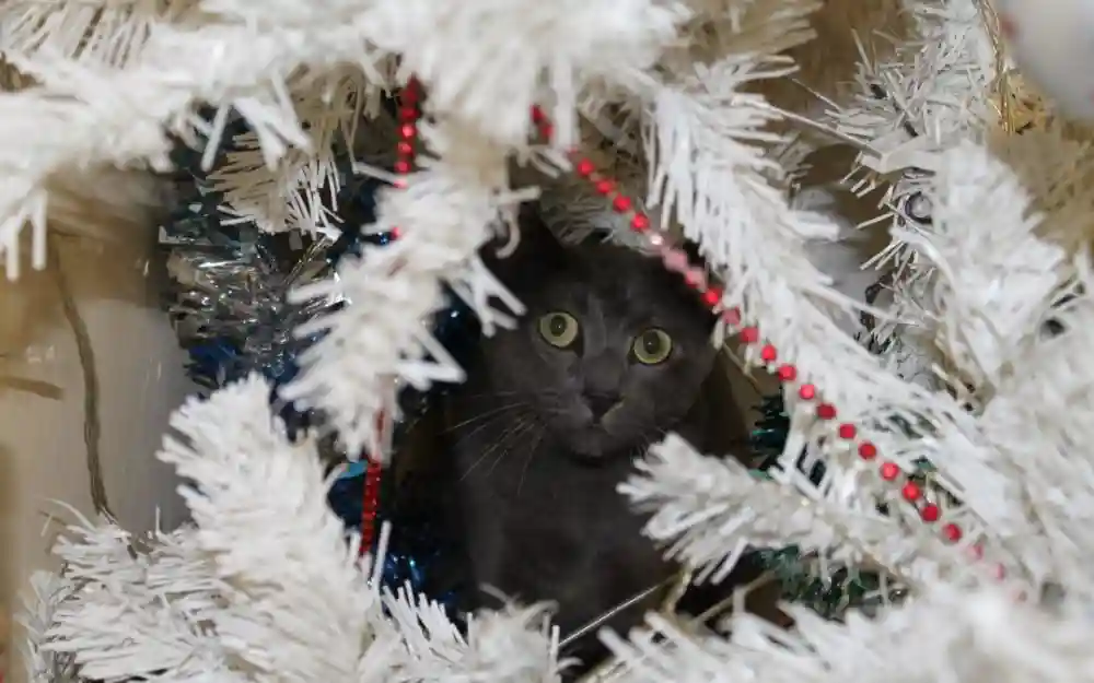 Recognizing And Reducing Pet Stress During The Holidays