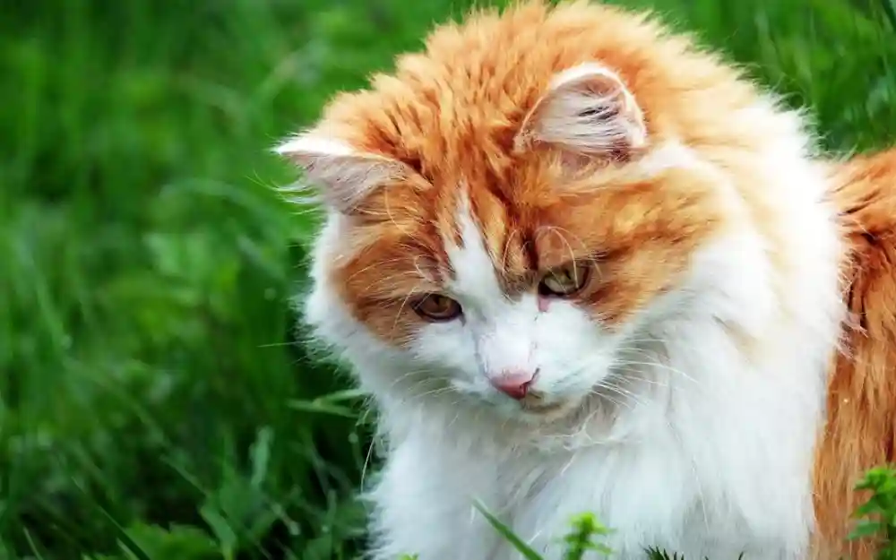 Why Do Cats Head Bump Humans?