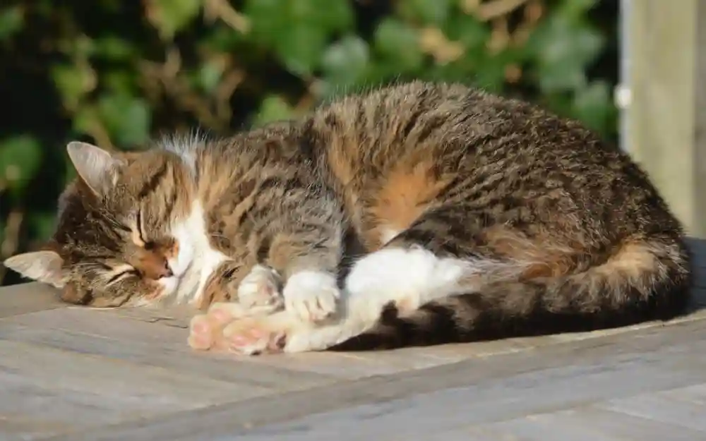 Cat Grooming Q&A To Keep Your Feline Fresh